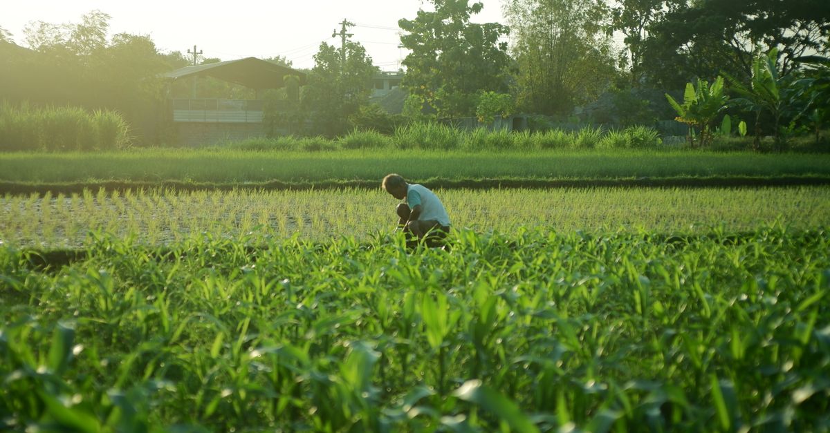 A farmer works in a verdant field at sunrise, showcasing agriculture's tranquility.